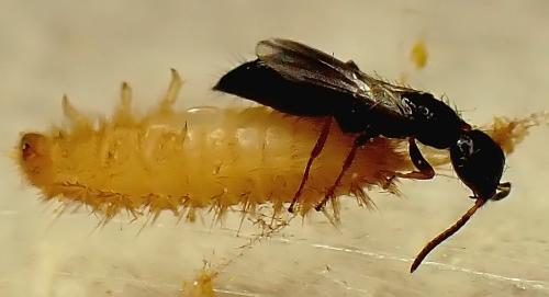 Réf. 346 546 : Laelius sp.